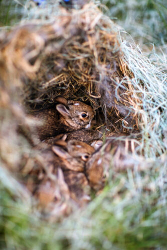 Springtime Alert:  Leave young wildlife alone